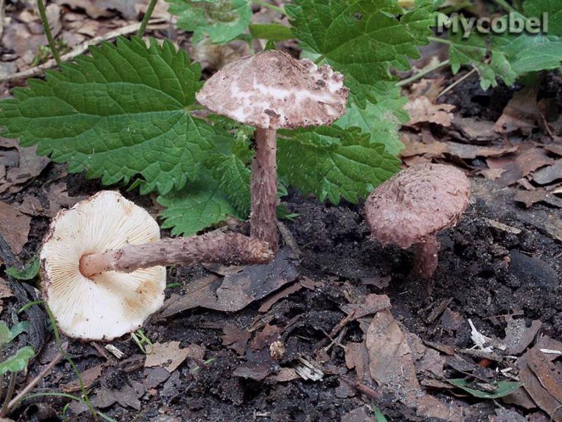 Lepiota fuscovinacea