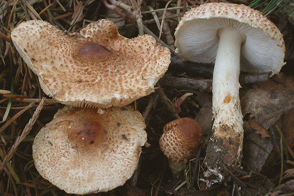 Lepiota helveola