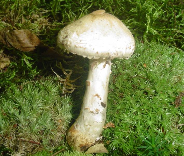 Lepiota ignivolvata