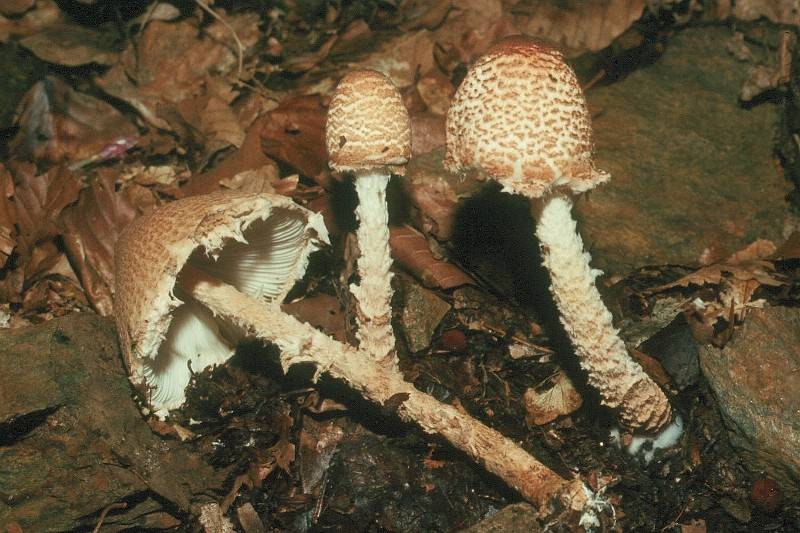 Lepiota magnispora