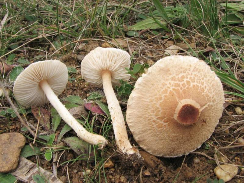 Lepiota oreadiformis