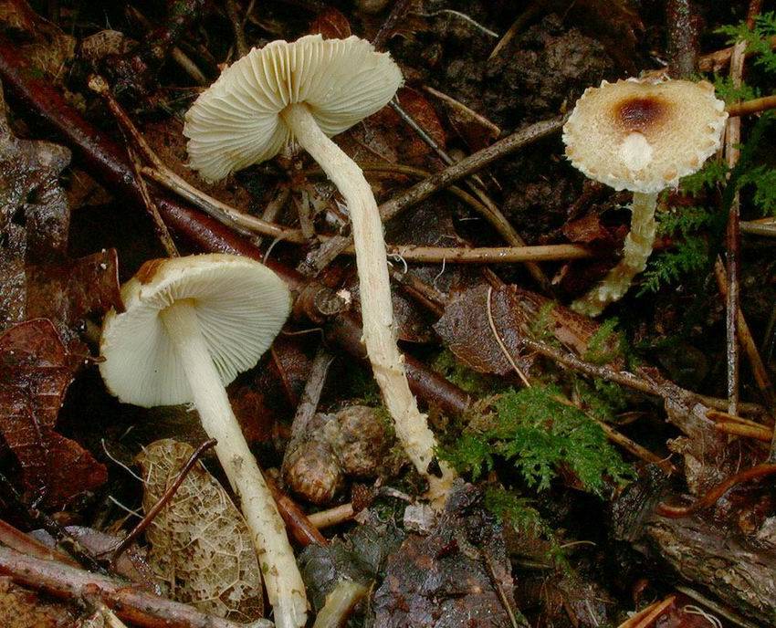 Lepiota xanthophylla