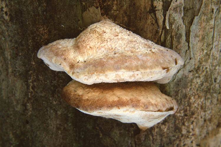 Leptoporus mollis