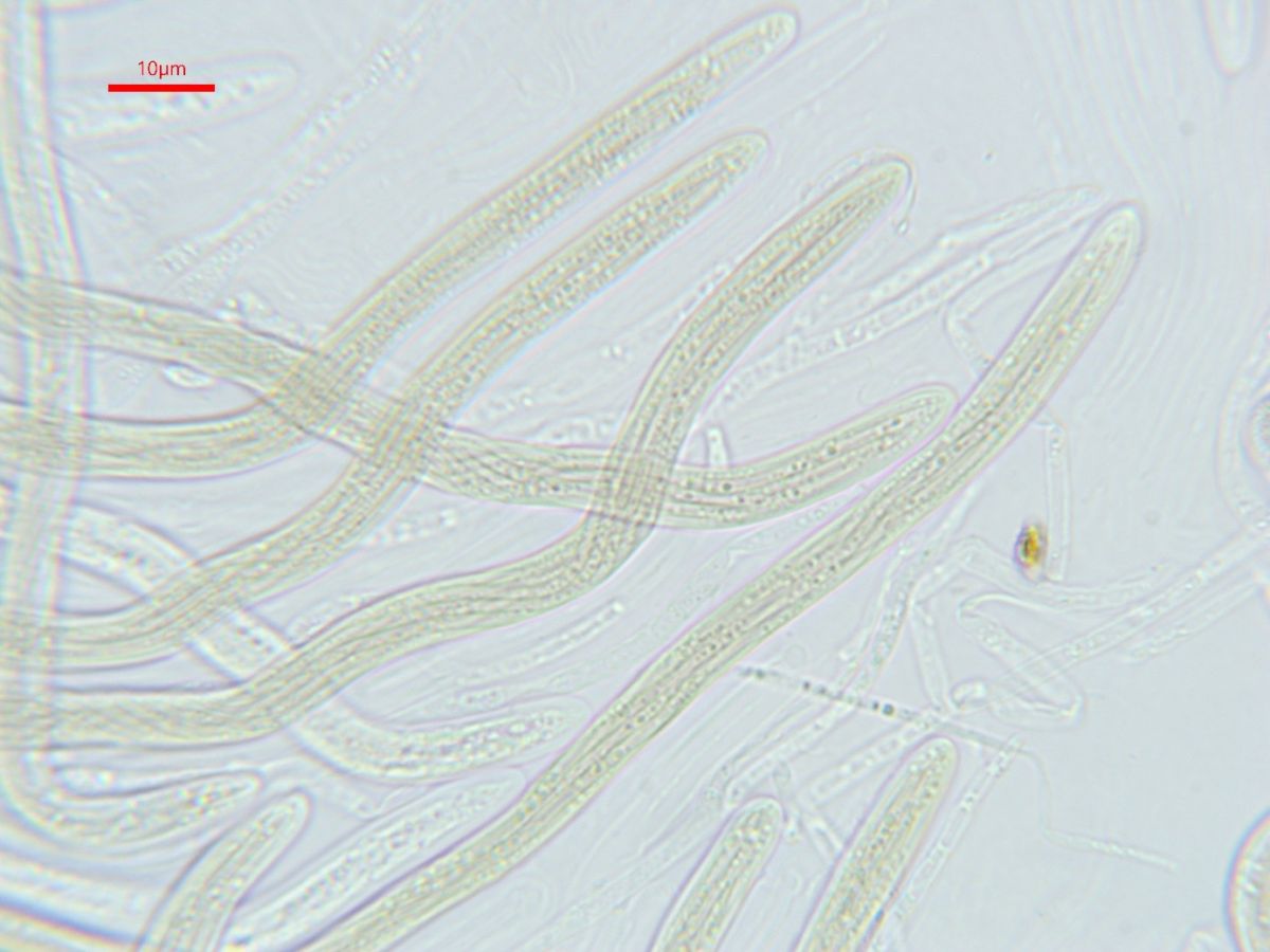 Leptospora rubella