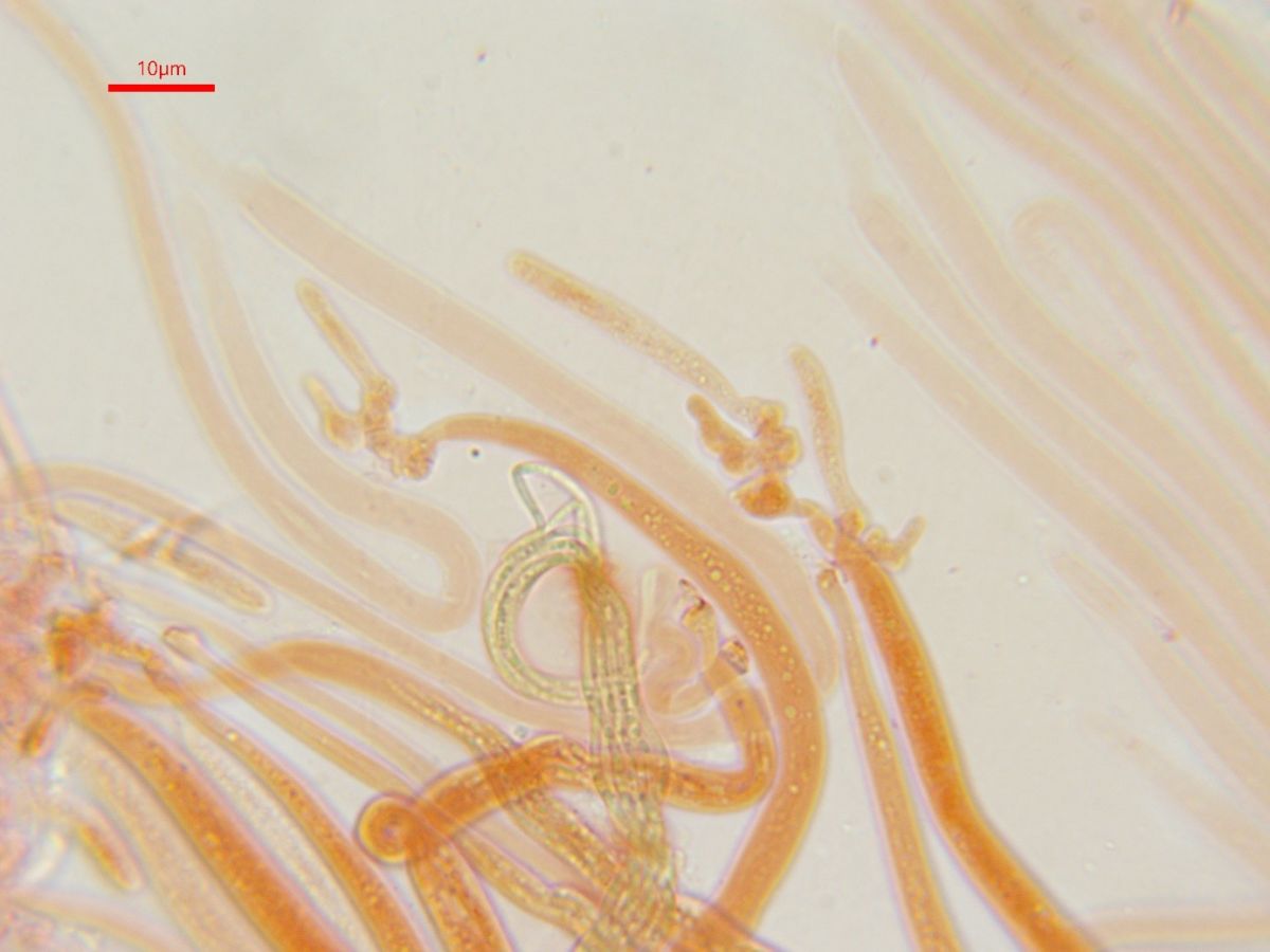 Leptospora rubella