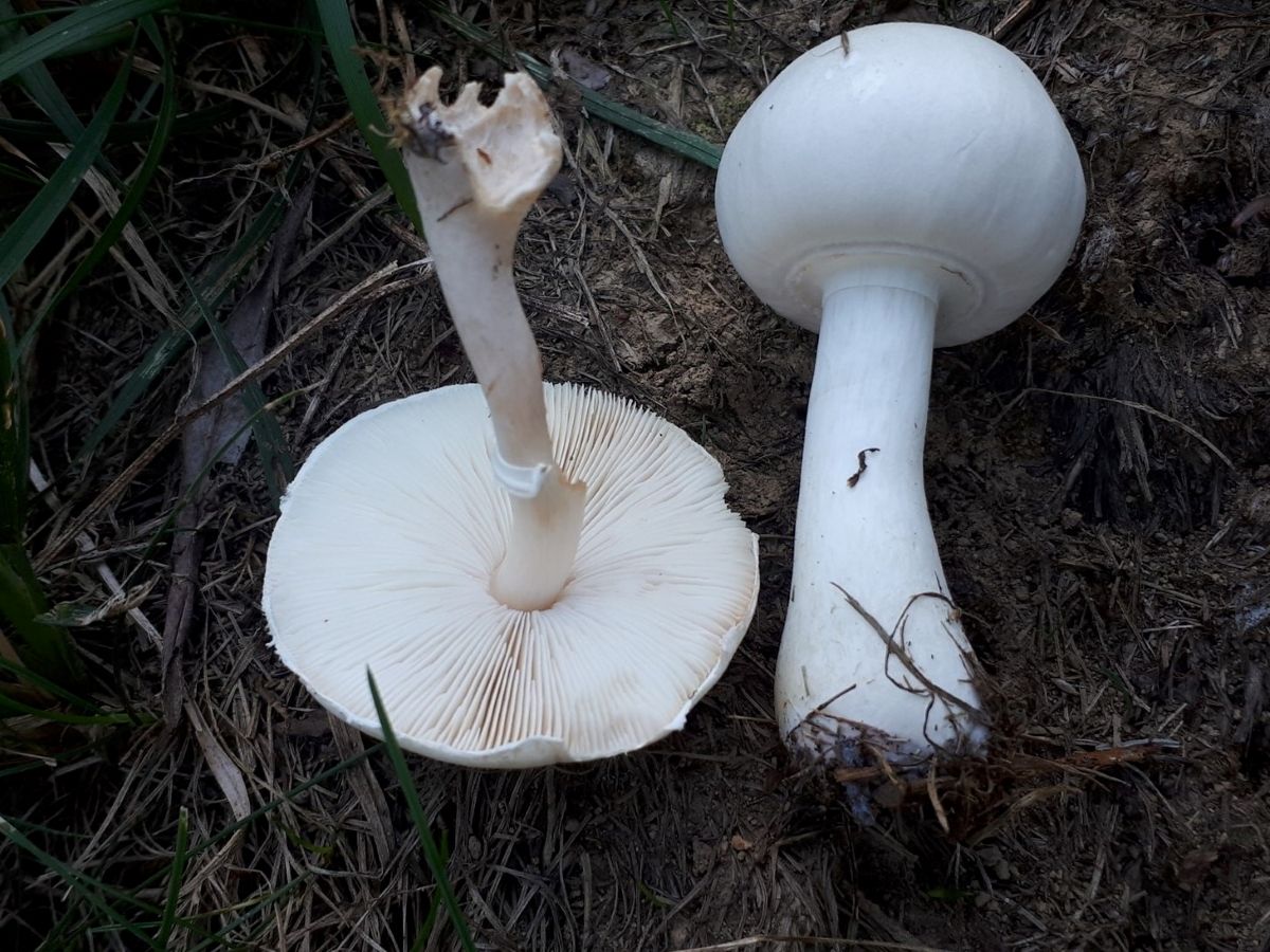 Leucoagaricus leucothites