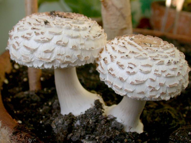 Leucoagaricus nympharum