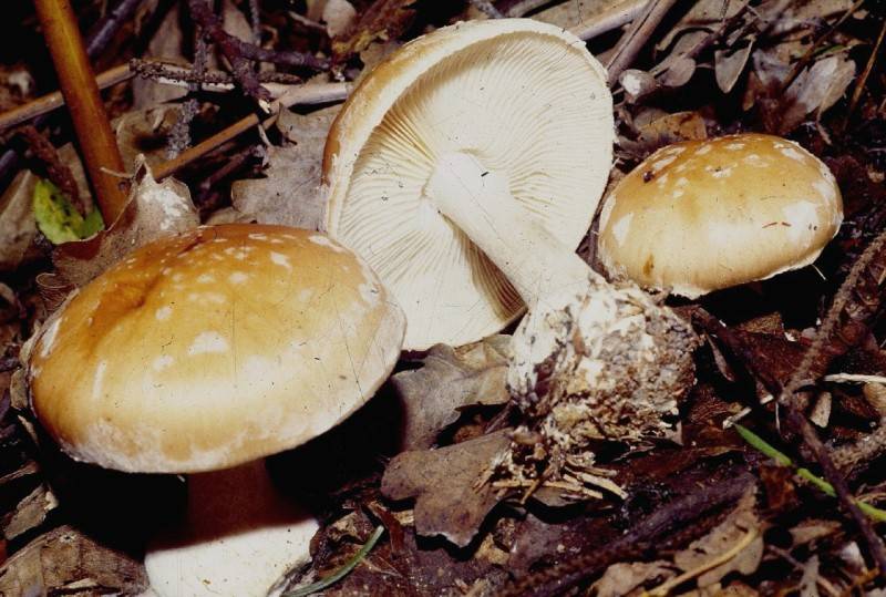 Leucocortinarius bulbiger