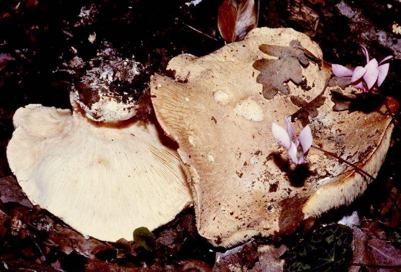 Leucopaxillus tricolor