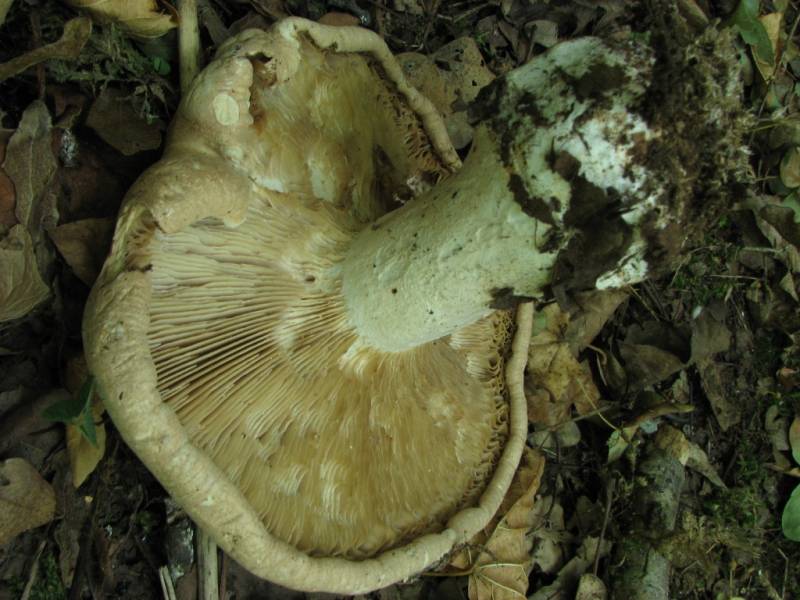 Leucopaxillus tricolor Leucopaxillus tricolor