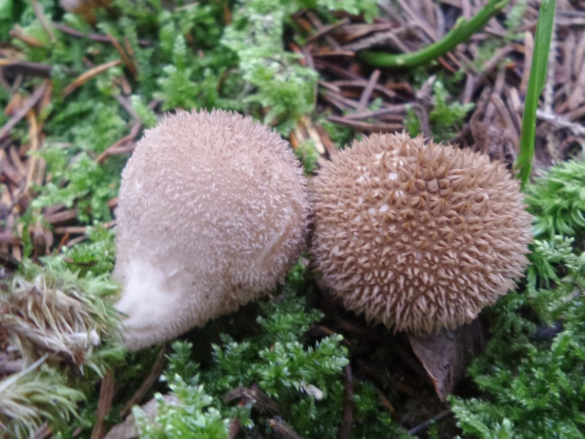 Lycoperdon echinatum