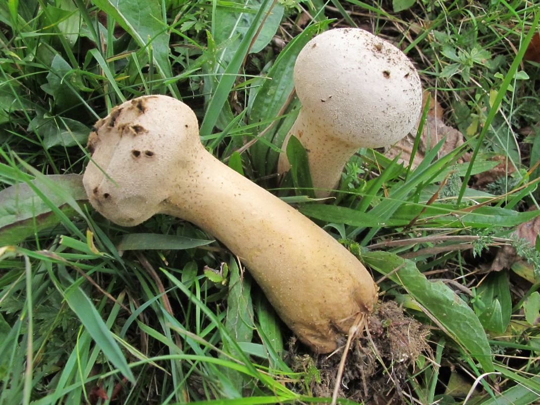 Lycoperdon excipuliforme