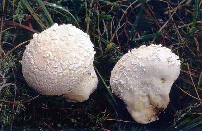 Lycoperdon mammiforme