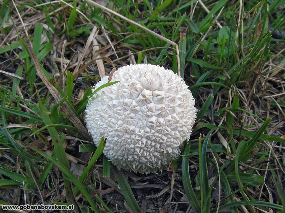 Lycoperdon marginatum