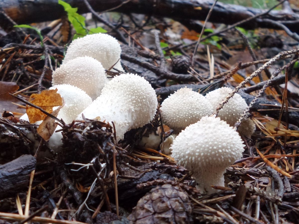 Lycoperdon perlatum