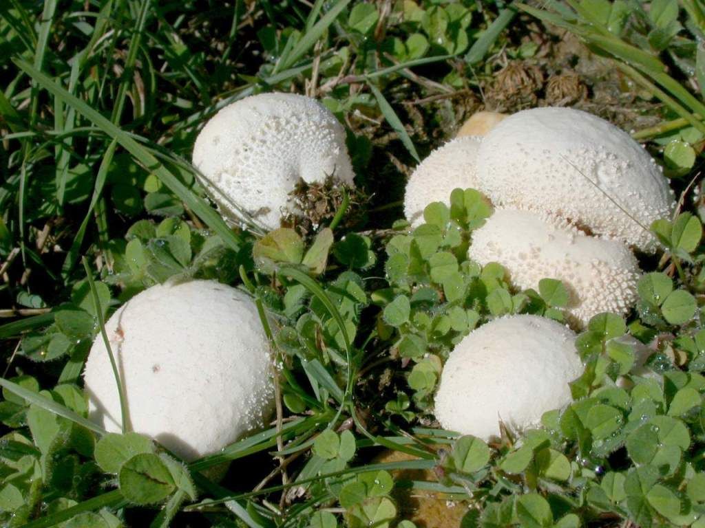 Lycoperdon pratense