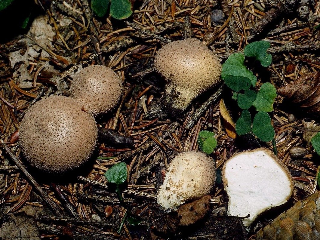 Lycoperdon umbrinum