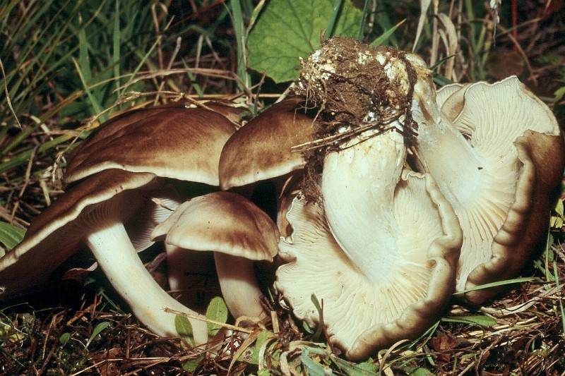 Lyophyllum crassifolium