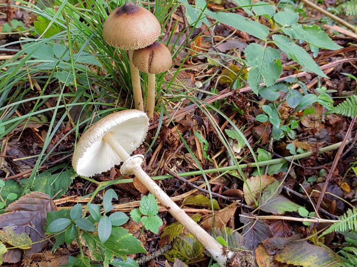 Macrolepiota mastoidea