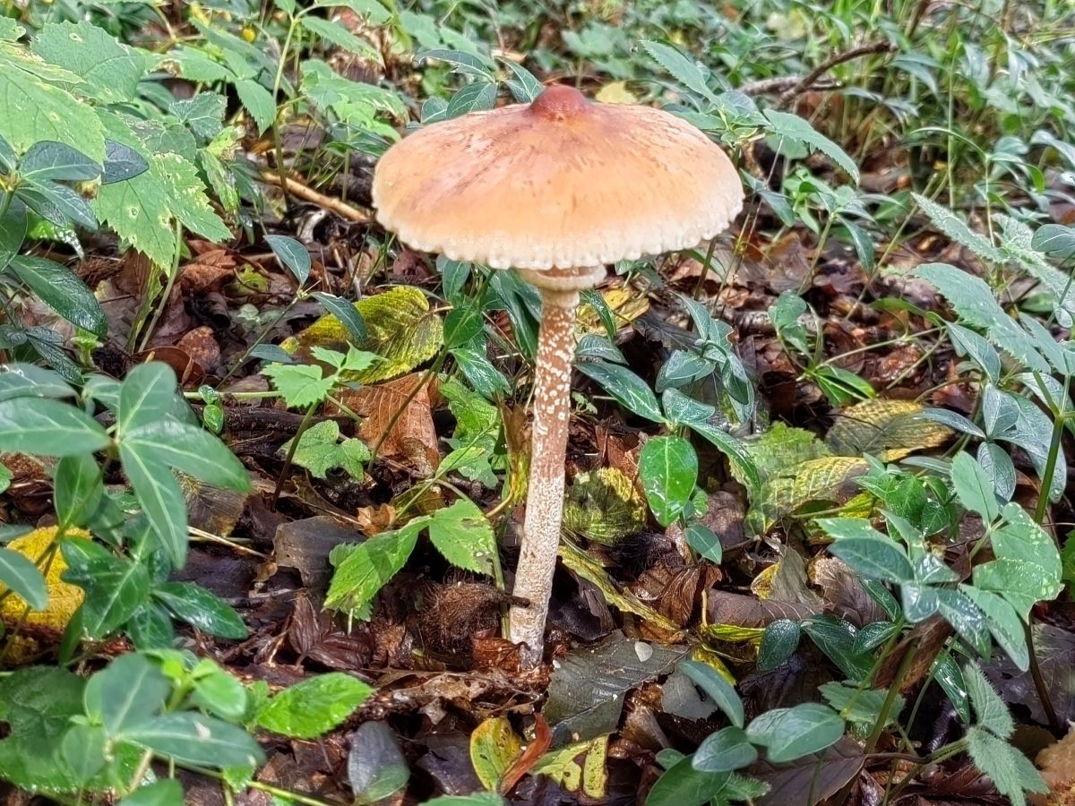 Macrolepiota mastoidea