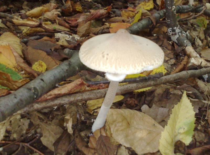 Macrolepiota mastoidea