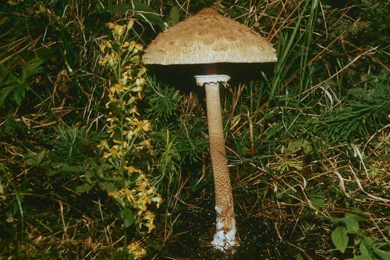 Macrolepiota permixta