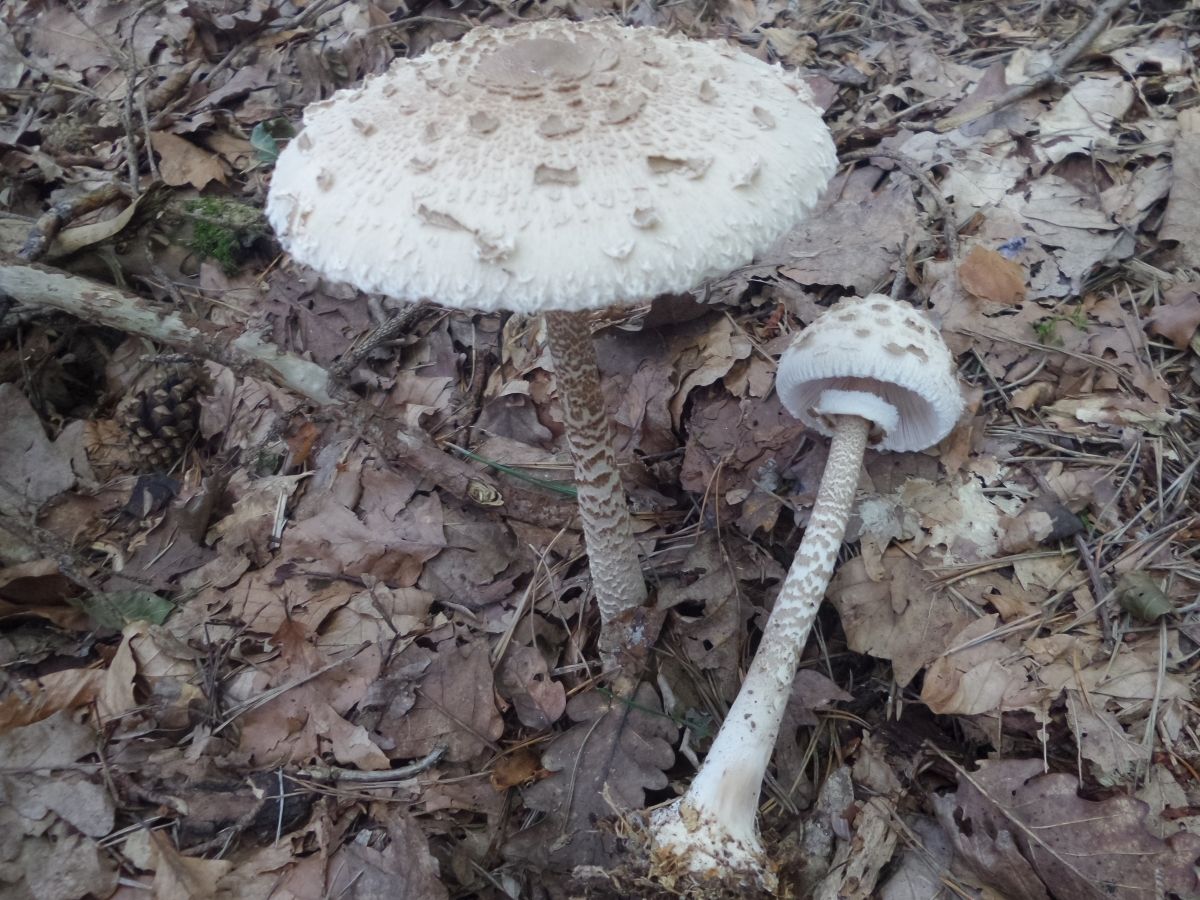 Macrolepiota procera