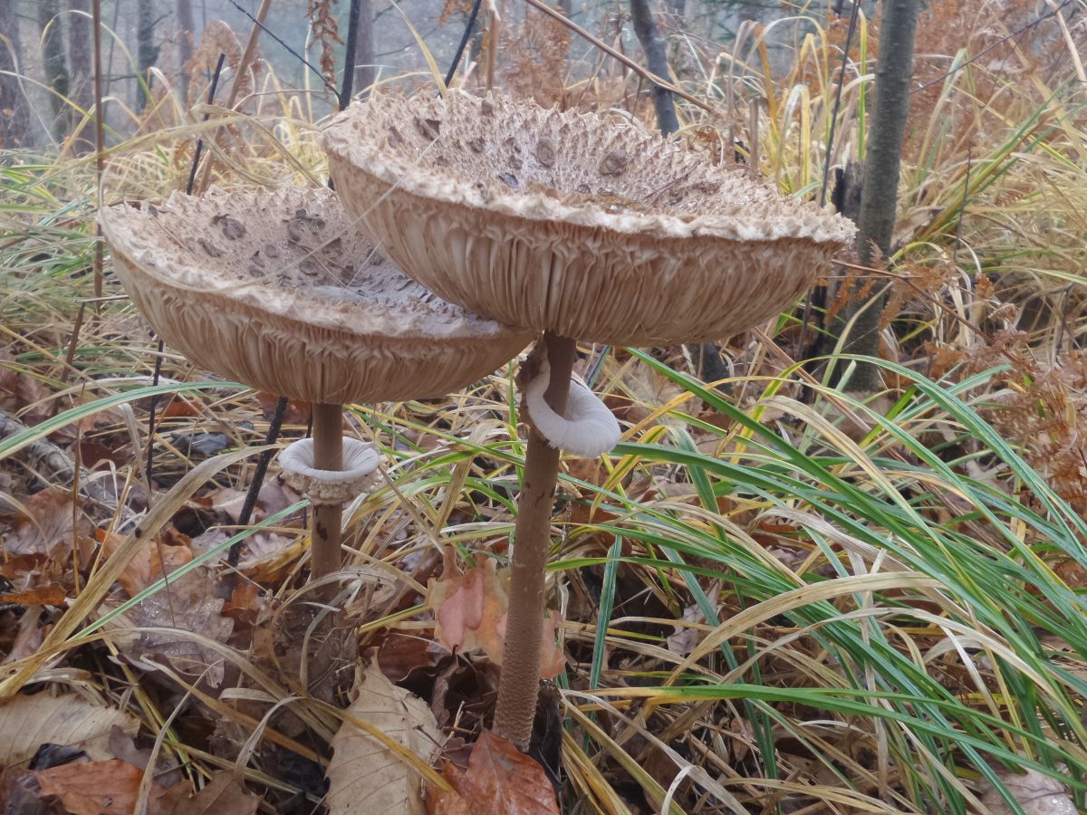 Macrolepiota procera