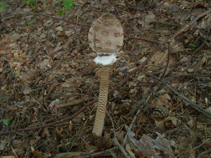 Macrolepiota procera