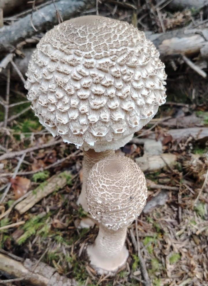 Macrolepiota prominens