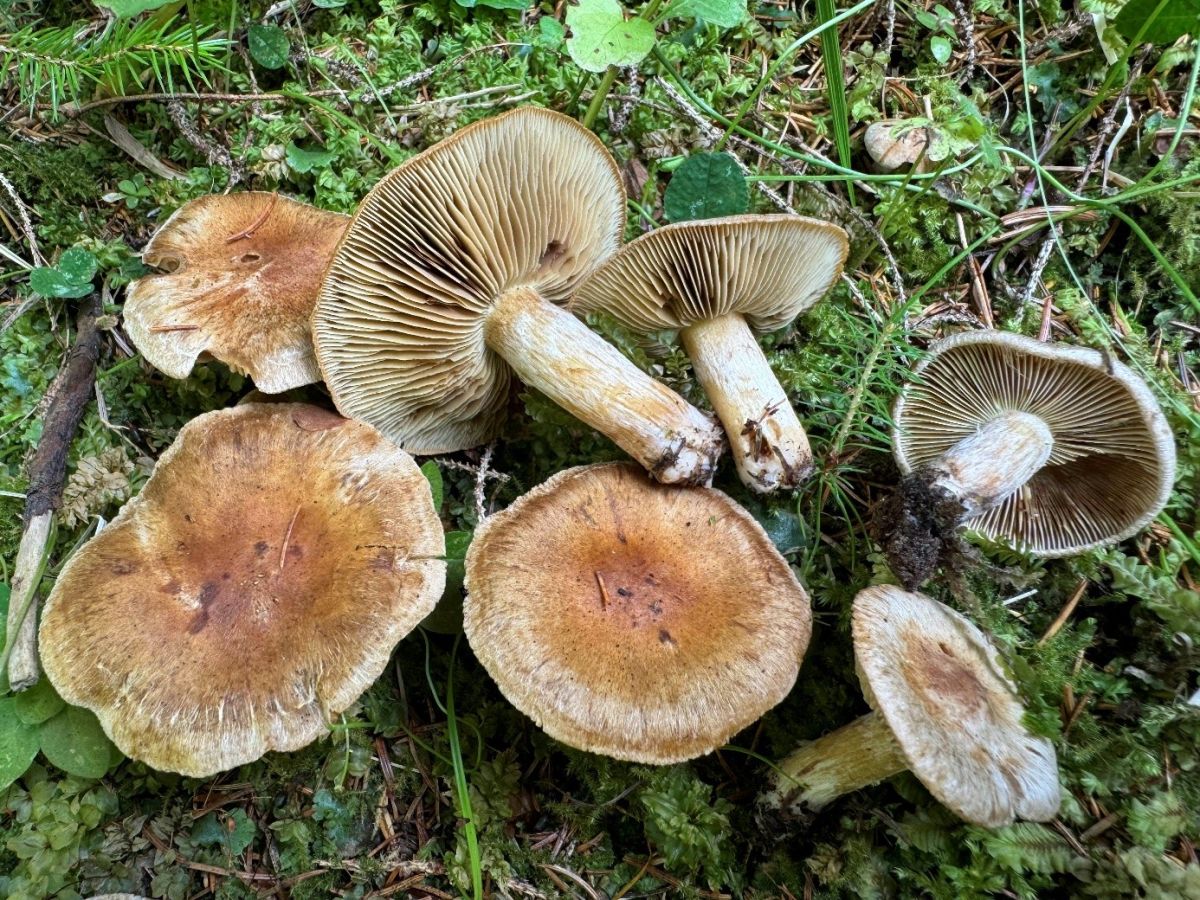 Mallocybe leucoblema