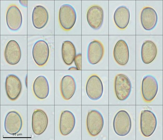 Mallocybe leucoblema