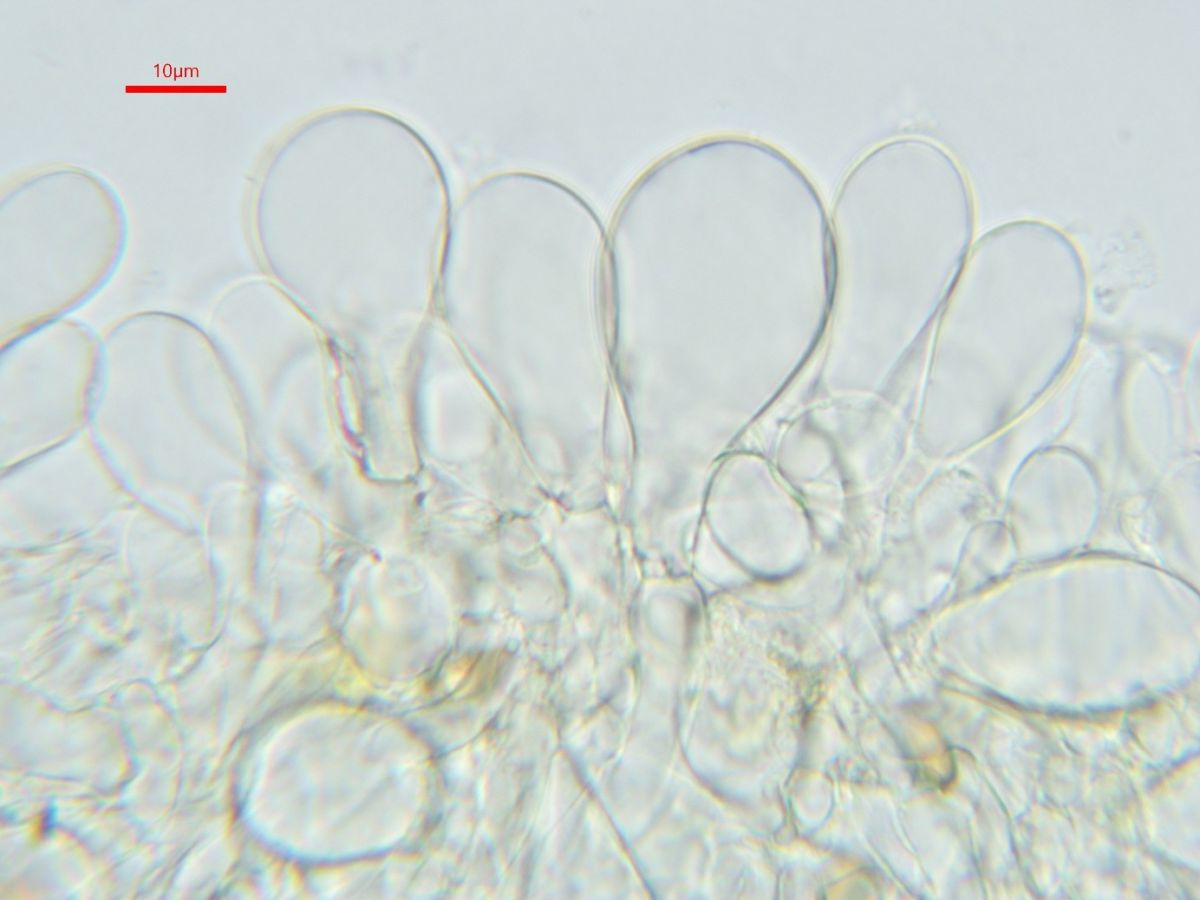 Mallocybe leucoblema