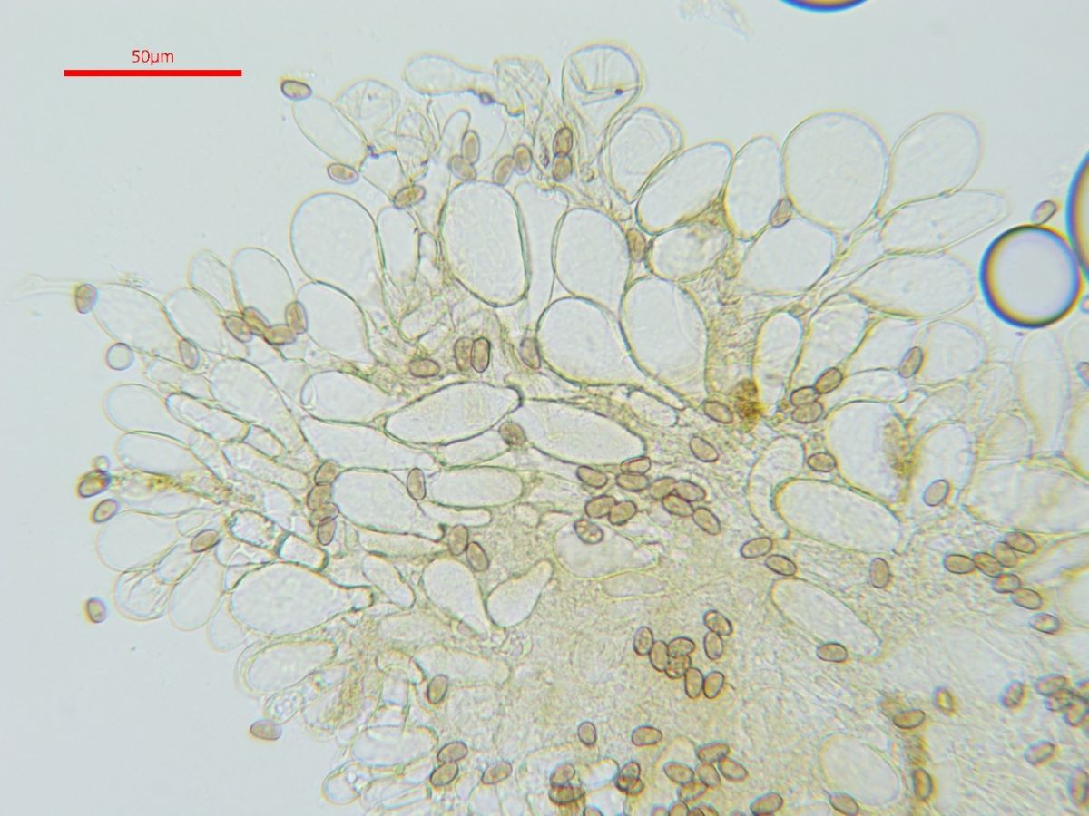 Mallocybe leucoblema