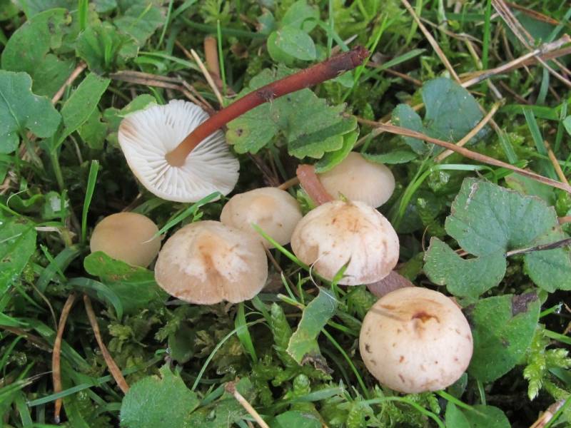 Marasmius cohaerens