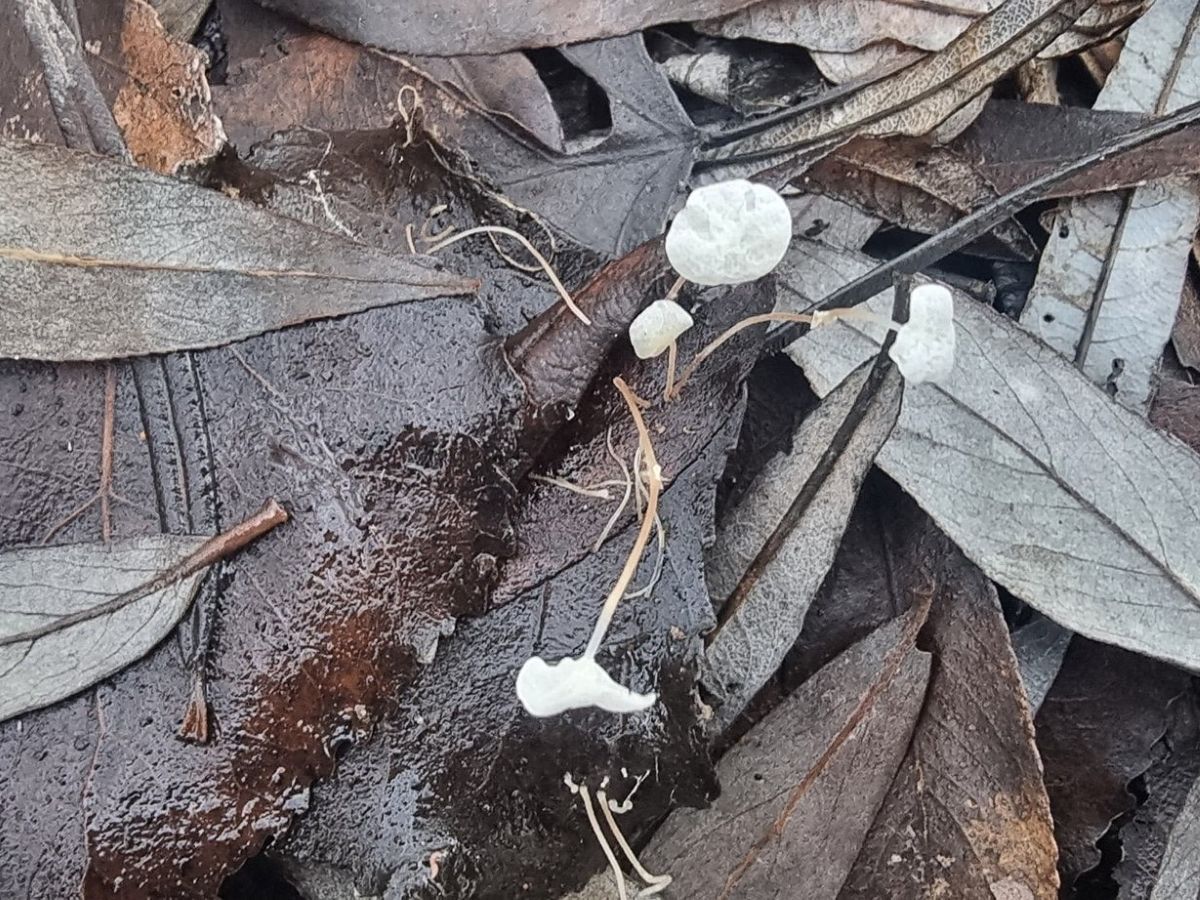 Marasmius epiphyllus