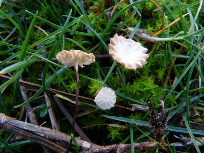 Marasmius epodius