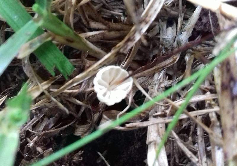 Marasmius graminum