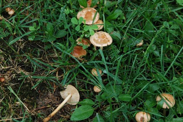 Marasmius oreades