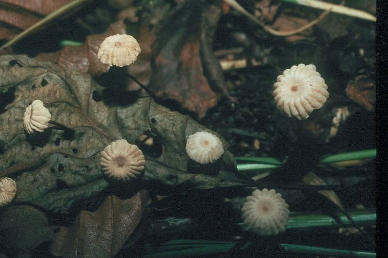 Marasmius rotula