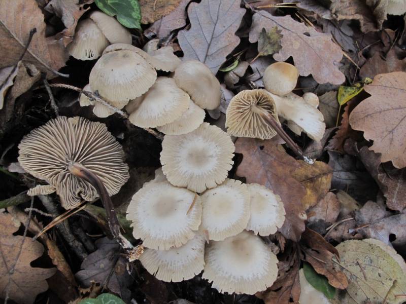 Marasmius torquescens