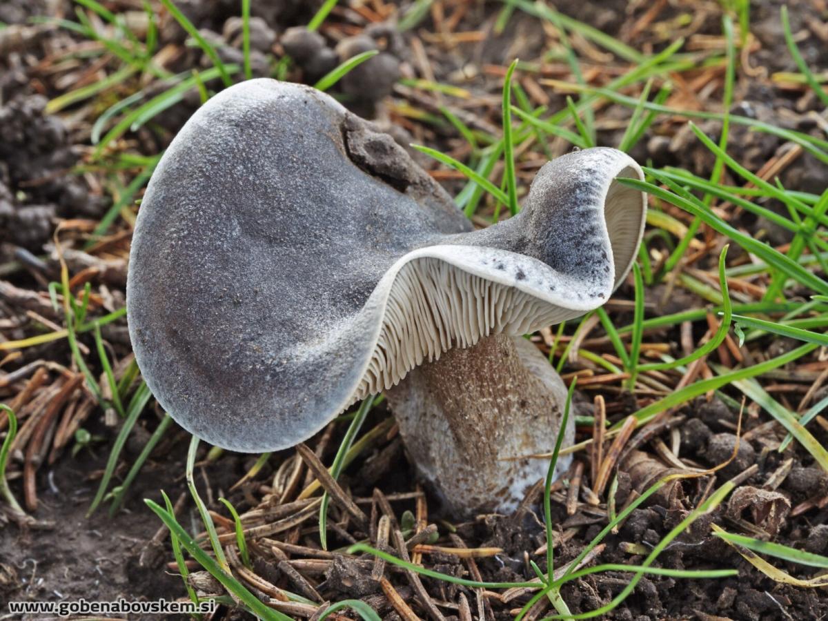 Melanoleuca luteolosperma