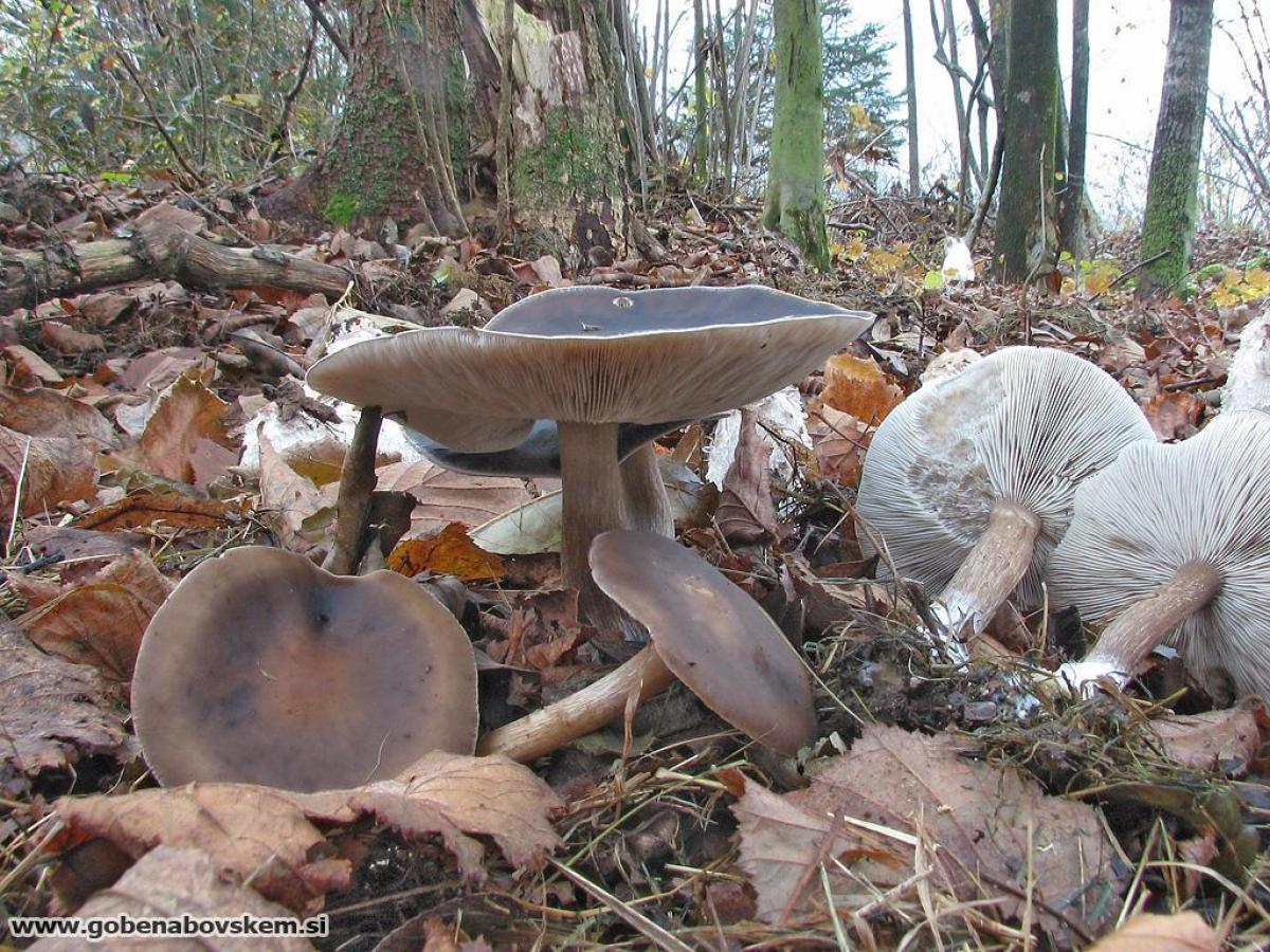 Melanoleuca polioleuca