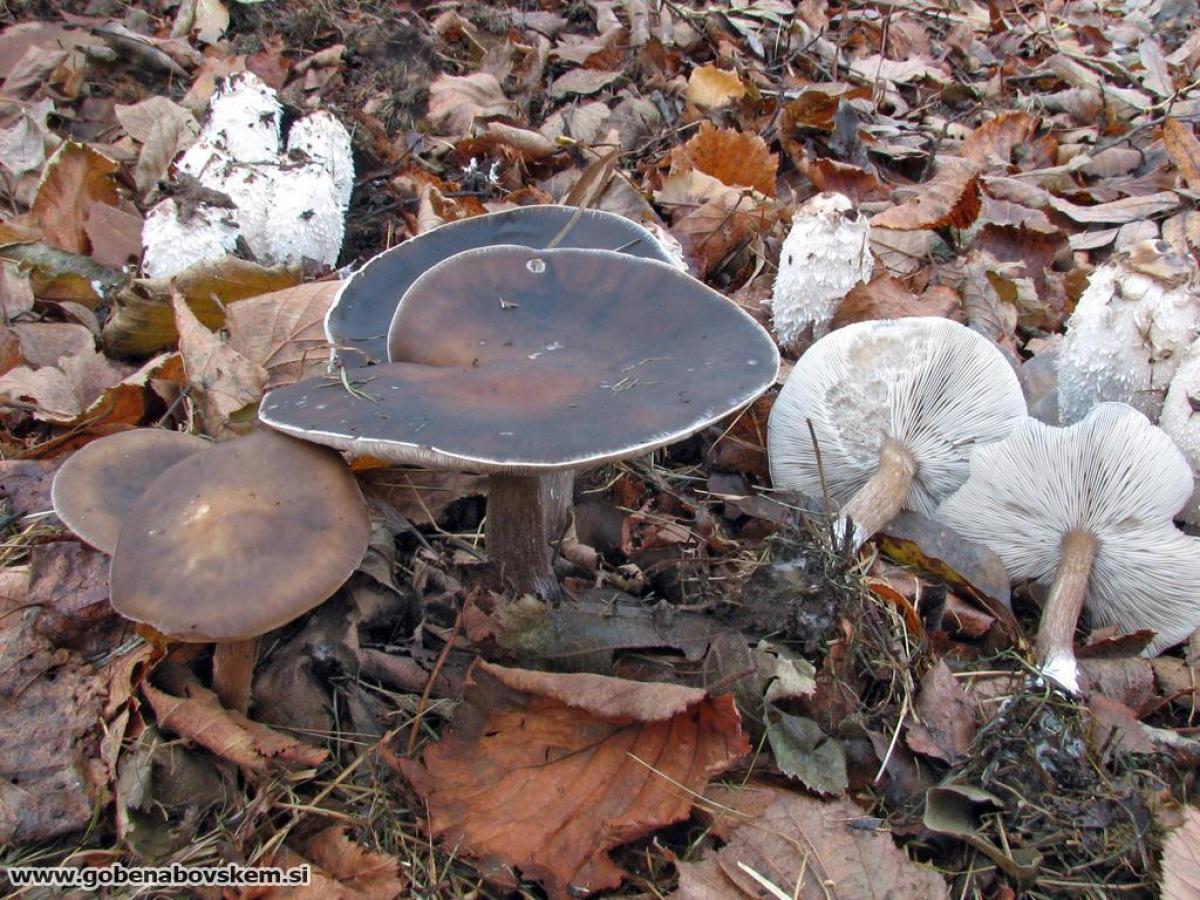 Melanoleuca polioleuca