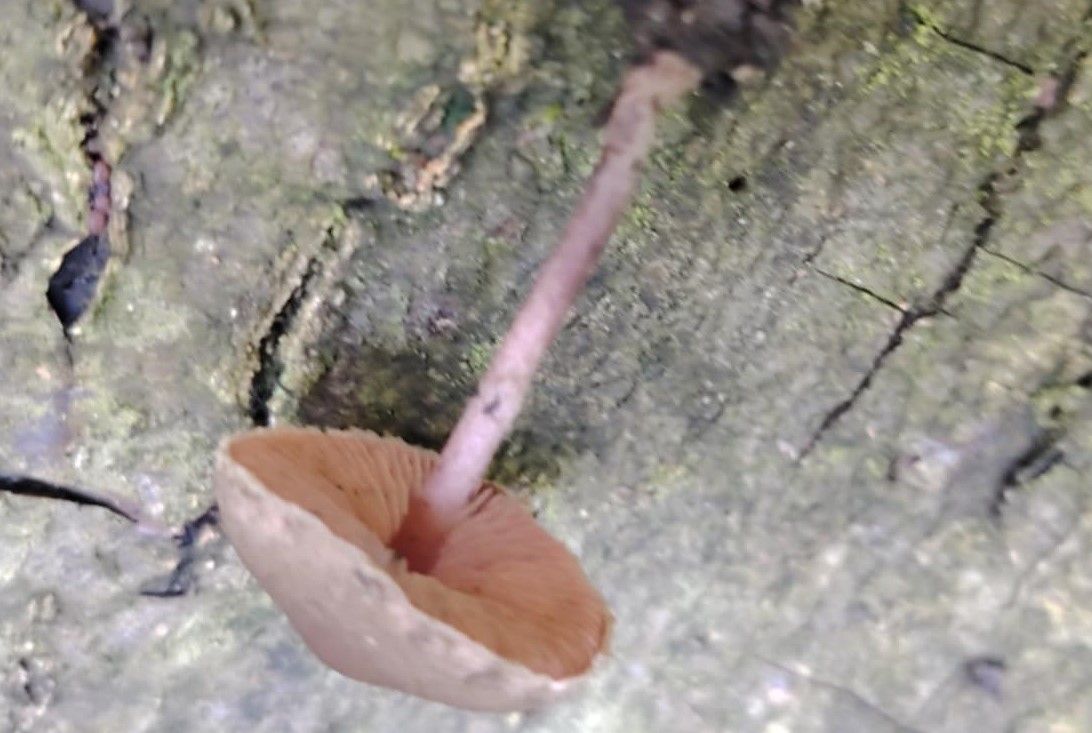 Melanophyllum haematospermum