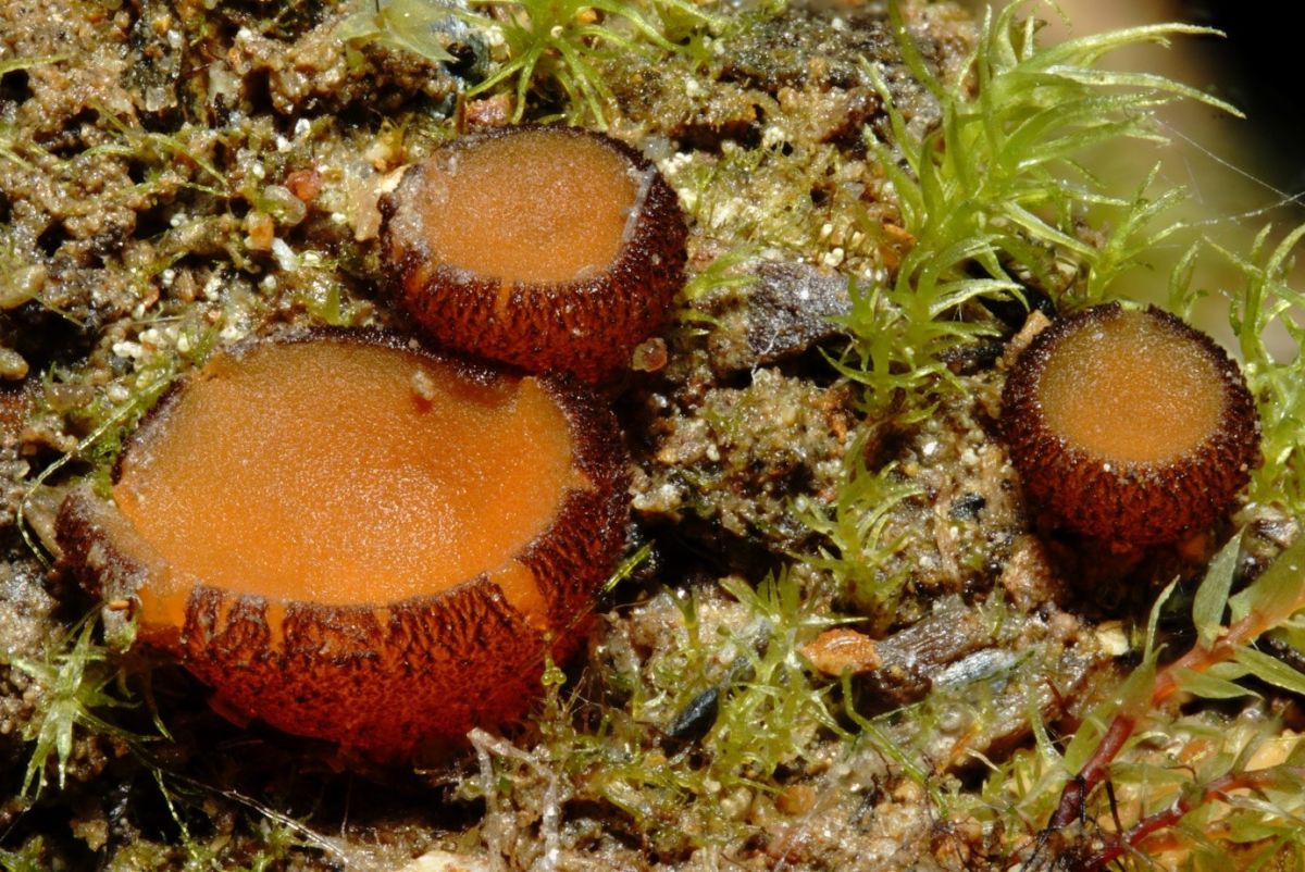 Melastiza flavorubens