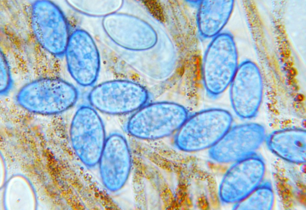 Melastiza flavorubens