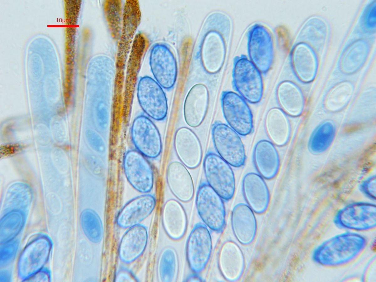 Melastiza flavorubens
