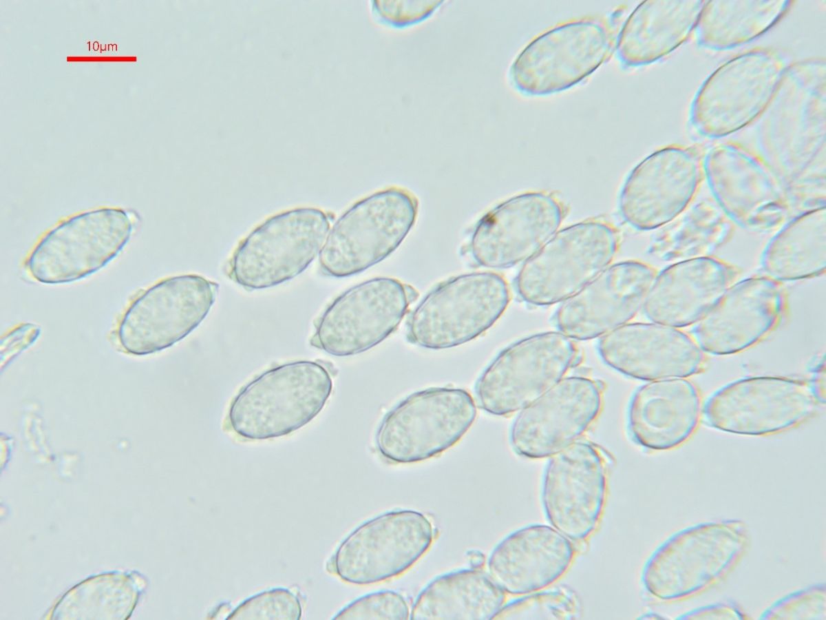 Melastiza flavorubens