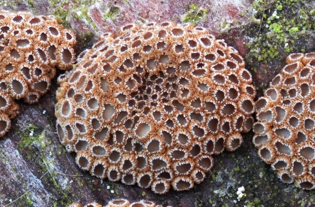 Merismodes anomala